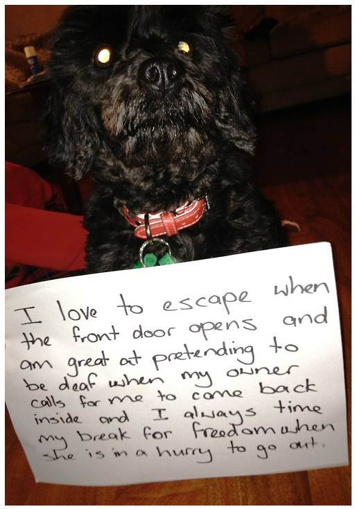 Shamed Dog 2