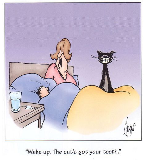 Cat Has Your Teeth