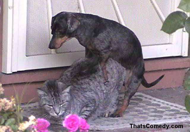 Cat vs Dog