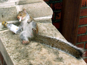 Drunk Squirrel