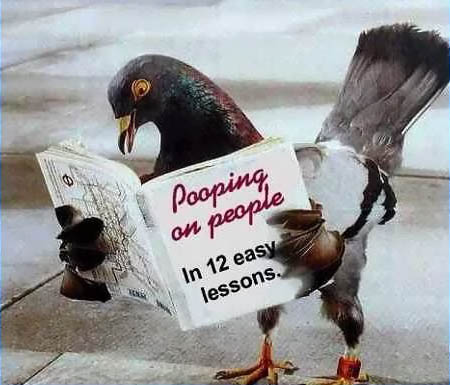 pigeon
